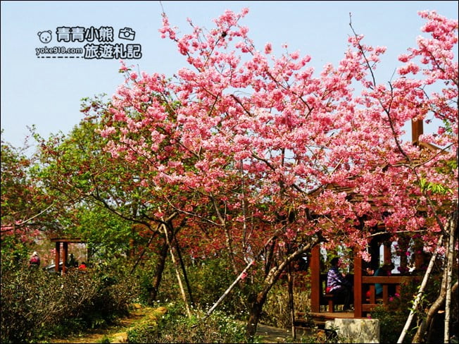 南投鹿谷景點》台大茶園(鳳凰自然教育園區)．櫻花盛開中，2021/2/28最新花況 @青青小熊＊旅遊札記