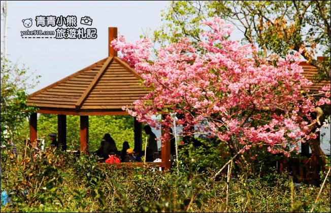 南投鹿谷景點》台大茶園(鳳凰自然教育園區)．櫻花盛開中，2021/2/28最新花況 @青青小熊＊旅遊札記