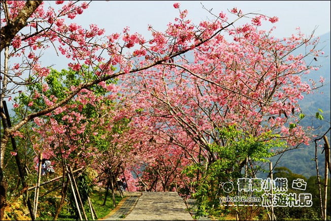 南投鹿谷景點》台大茶園(鳳凰自然教育園區)．櫻花盛開中，2021/2/28最新花況 @青青小熊＊旅遊札記