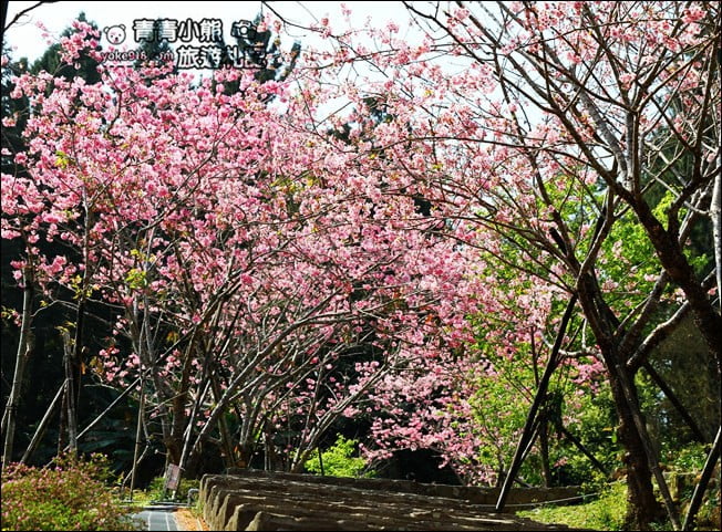 南投鹿谷景點》台大茶園(鳳凰自然教育園區)．櫻花盛開中，2021/2/28最新花況 @青青小熊＊旅遊札記