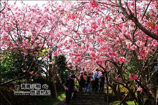 南投鹿谷景點》台大茶園(鳳凰自然教育園區)．櫻花盛開中，2021/2/28最新花況 @青青小熊＊旅遊札記