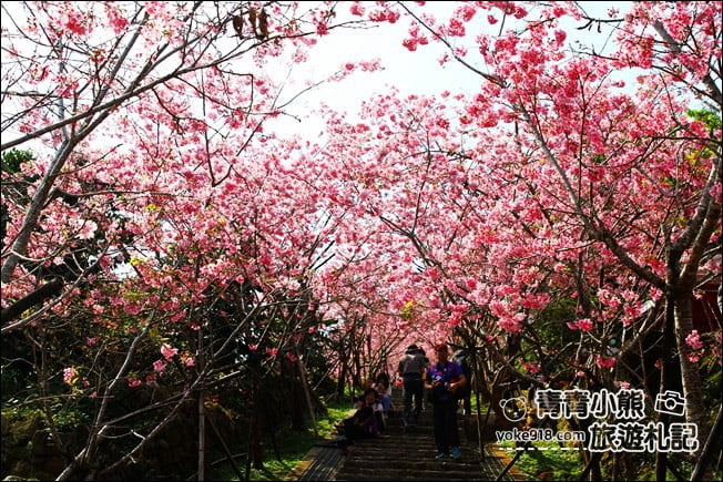 南投鹿谷景點》台大茶園(鳳凰自然教育園區)．櫻花盛開中，2021/2/28最新花況 @青青小熊＊旅遊札記