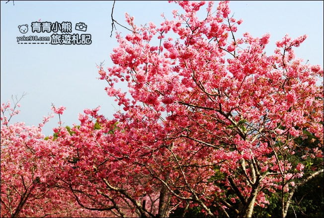 南投鹿谷景點》台大茶園(鳳凰自然教育園區)．櫻花盛開中，2021/2/28最新花況 @青青小熊＊旅遊札記