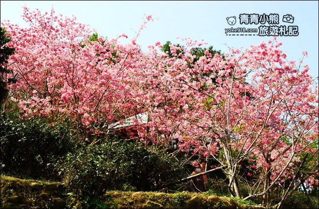 南投鹿谷景點》台大茶園(鳳凰自然教育園區)．櫻花盛開中，2021/2/28最新花況 @青青小熊＊旅遊札記