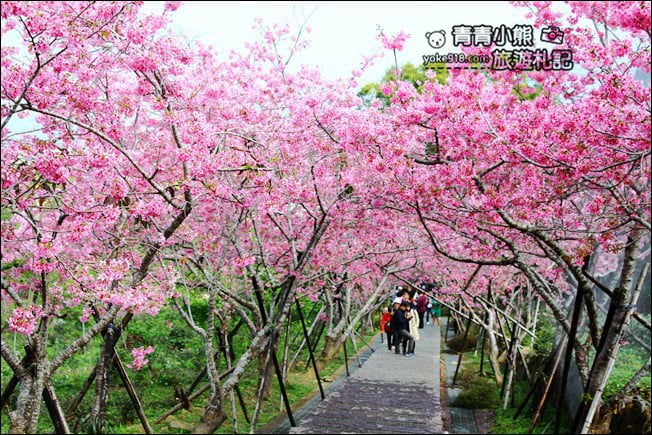 南投鹿谷景點》台大茶園(鳳凰自然教育園區)．櫻花盛開中，2021/2/28最新花況 @青青小熊＊旅遊札記