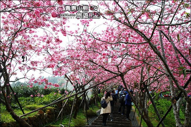 南投鹿谷景點》台大茶園(鳳凰自然教育園區)．櫻花盛開中，2021/2/28最新花況 @青青小熊＊旅遊札記