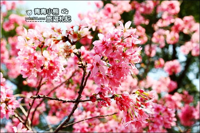 南投鹿谷景點》台大茶園(鳳凰自然教育園區)．櫻花盛開中，2021/2/28最新花況 @青青小熊＊旅遊札記