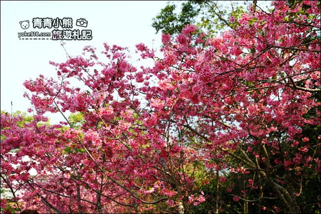 南投鹿谷景點》台大茶園(鳳凰自然教育園區)．櫻花盛開中，2021/2/28最新花況 @青青小熊＊旅遊札記