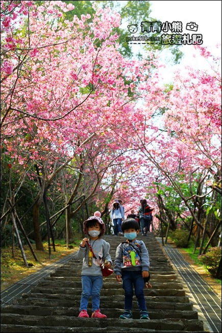 南投鹿谷景點》台大茶園(鳳凰自然教育園區)．櫻花盛開中，2021/2/28最新花況 @青青小熊＊旅遊札記