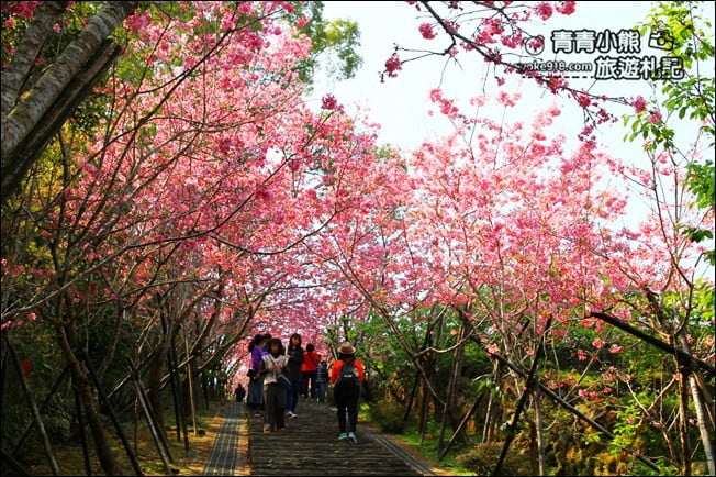 南投鹿谷景點》台大茶園(鳳凰自然教育園區)．櫻花盛開中，2021/2/28最新花況 @青青小熊＊旅遊札記