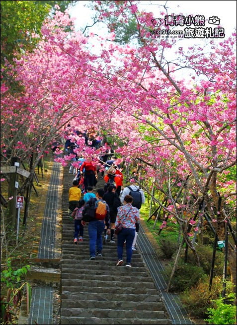 南投鹿谷景點》台大茶園(鳳凰自然教育園區)．櫻花盛開中，2021/2/28最新花況 @青青小熊＊旅遊札記