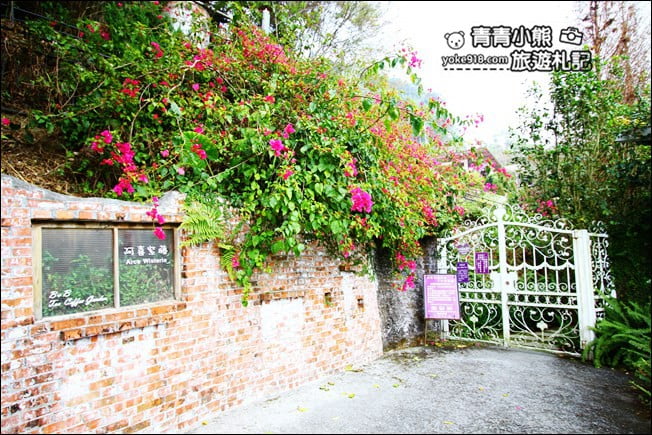 嘉義瑞里景點》阿喜紫藤民宿 下午茶花園~賞花喝下午茶，季節限定必訪紫藤景點 @青青小熊＊旅遊札記