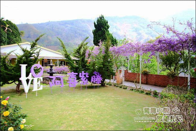 嘉義瑞里景點》阿喜紫藤民宿 下午茶花園~賞花喝下午茶，季節限定必訪紫藤景點 @青青小熊＊旅遊札記