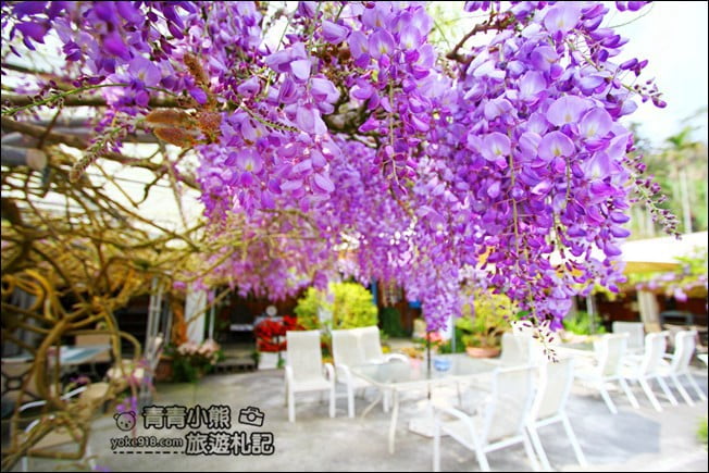 嘉義瑞里景點》阿喜紫藤民宿 下午茶花園~賞花喝下午茶，季節限定必訪紫藤景點 @青青小熊＊旅遊札記