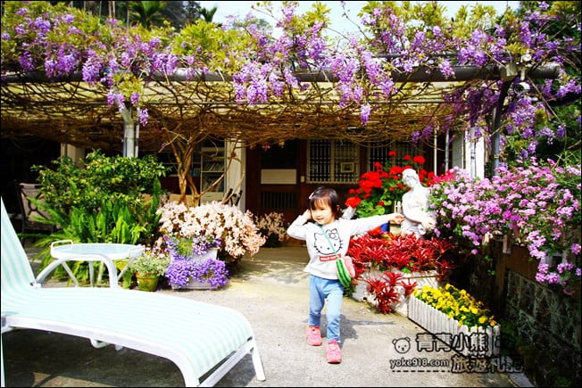 嘉義瑞里景點》阿喜紫藤民宿 下午茶花園~賞花喝下午茶，季節限定必訪紫藤景點 @青青小熊＊旅遊札記