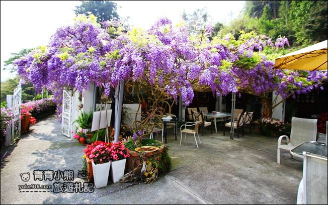 嘉義瑞里景點》阿喜紫藤民宿 下午茶花園~賞花喝下午茶，季節限定必訪紫藤景點 @青青小熊＊旅遊札記