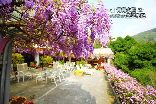 嘉義瑞里景點》阿喜紫藤民宿 下午茶花園~賞花喝下午茶，季節限定必訪紫藤景點 @青青小熊＊旅遊札記