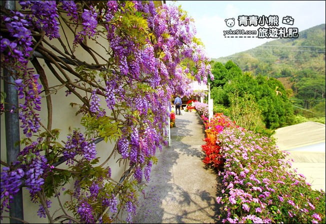 嘉義瑞里景點》阿喜紫藤民宿 下午茶花園~賞花喝下午茶，季節限定必訪紫藤景點 @青青小熊＊旅遊札記