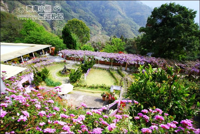嘉義瑞里景點》阿喜紫藤民宿 下午茶花園~賞花喝下午茶，季節限定必訪紫藤景點 @青青小熊＊旅遊札記