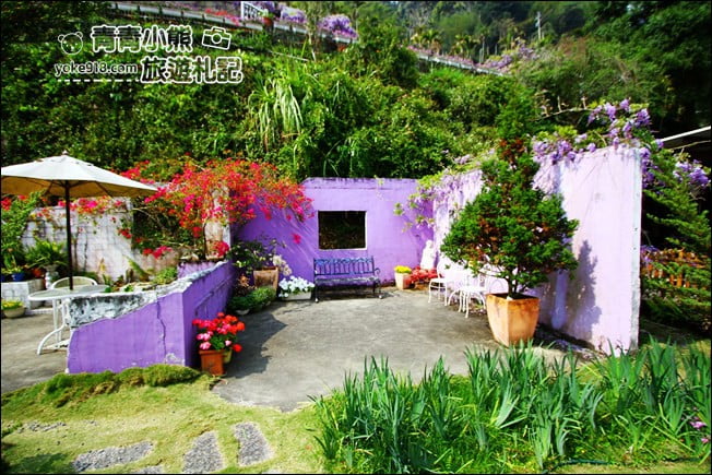 嘉義瑞里景點》阿喜紫藤民宿 下午茶花園~賞花喝下午茶，季節限定必訪紫藤景點 @青青小熊＊旅遊札記