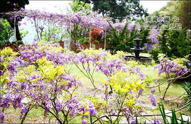嘉義瑞里景點》阿喜紫藤民宿 下午茶花園~賞花喝下午茶，季節限定必訪紫藤景點 @青青小熊＊旅遊札記