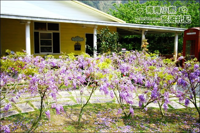 嘉義瑞里景點》阿喜紫藤民宿 下午茶花園~賞花喝下午茶，季節限定必訪紫藤景點 @青青小熊＊旅遊札記
