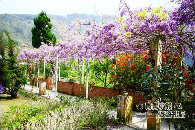 嘉義瑞里景點》阿喜紫藤民宿 下午茶花園~賞花喝下午茶，季節限定必訪紫藤景點 @青青小熊＊旅遊札記