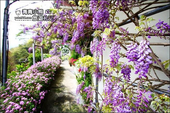 嘉義瑞里景點》阿喜紫藤民宿 下午茶花園~賞花喝下午茶，季節限定必訪紫藤景點 @青青小熊＊旅遊札記