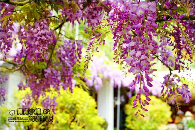 嘉義瑞里景點》阿喜紫藤民宿 下午茶花園~賞花喝下午茶，季節限定必訪紫藤景點 @青青小熊＊旅遊札記