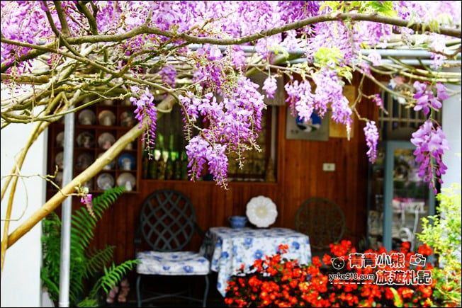 嘉義瑞里景點》阿喜紫藤民宿 下午茶花園~賞花喝下午茶，季節限定必訪紫藤景點 @青青小熊＊旅遊札記