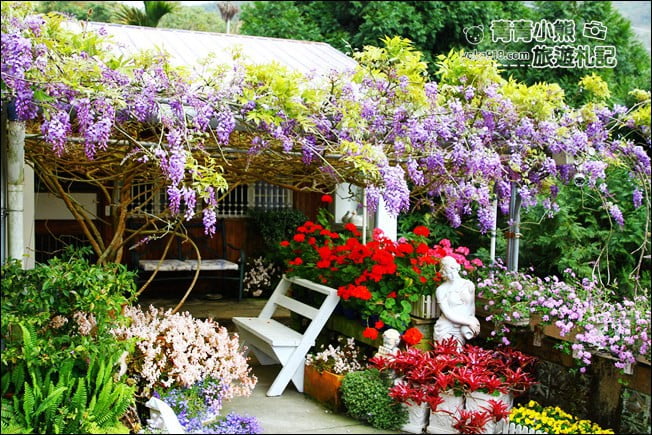 嘉義瑞里景點》阿喜紫藤民宿 下午茶花園~賞花喝下午茶，季節限定必訪紫藤景點 @青青小熊＊旅遊札記