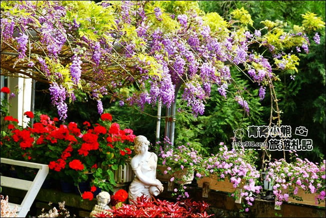 嘉義瑞里景點》阿喜紫藤民宿 下午茶花園~賞花喝下午茶，季節限定必訪紫藤景點 @青青小熊＊旅遊札記