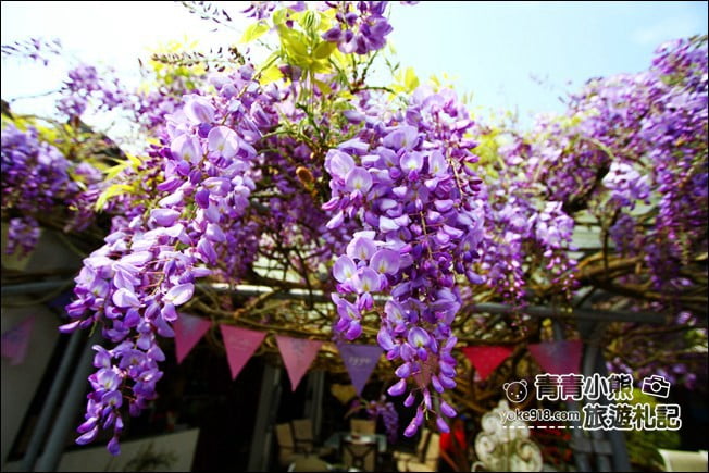 嘉義瑞里景點》阿喜紫藤民宿 下午茶花園~賞花喝下午茶，季節限定必訪紫藤景點 @青青小熊＊旅遊札記