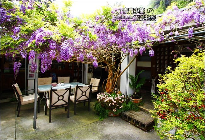 嘉義瑞里景點》阿喜紫藤民宿 下午茶花園~賞花喝下午茶，季節限定必訪紫藤景點 @青青小熊＊旅遊札記