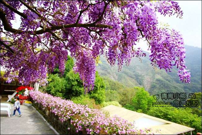 嘉義瑞里景點》阿喜紫藤民宿 下午茶花園~賞花喝下午茶，季節限定必訪紫藤景點 @青青小熊＊旅遊札記