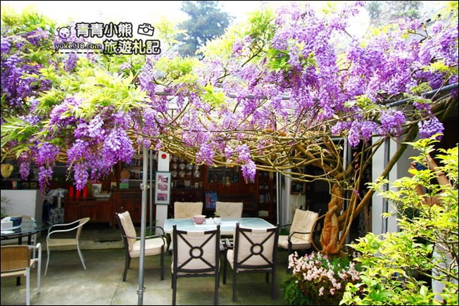 嘉義瑞里景點》阿喜紫藤民宿 下午茶花園~賞花喝下午茶，季節限定必訪紫藤景點 @青青小熊＊旅遊札記