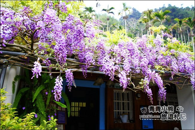 嘉義瑞里景點》阿喜紫藤民宿 下午茶花園~賞花喝下午茶，季節限定必訪紫藤景點 @青青小熊＊旅遊札記