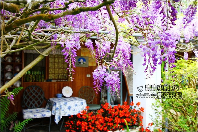 嘉義瑞里景點》阿喜紫藤民宿 下午茶花園~賞花喝下午茶，季節限定必訪紫藤景點 @青青小熊＊旅遊札記