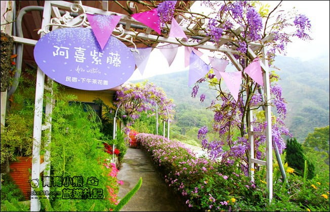 嘉義瑞里景點》阿喜紫藤民宿 下午茶花園~賞花喝下午茶，季節限定必訪紫藤景點 @青青小熊＊旅遊札記
