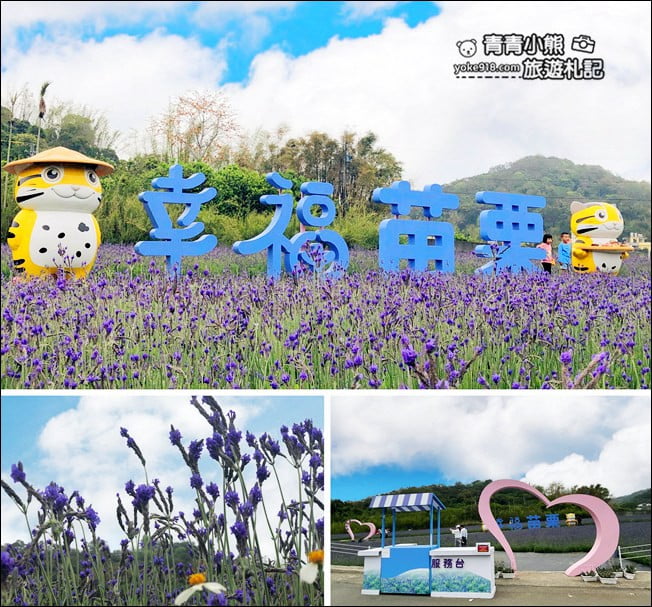 苗栗季節限定新景點》美滿有機農場.紫現西湖~浪漫薰衣草花田,充滿香氣的紫色風暴 @青青小熊*旅遊札記 苗栗季節限定新景點》美滿有機農場.紫現西湖~浪漫薰衣草花田,充滿香氣的紫色風暴 @青青小熊*旅遊札記