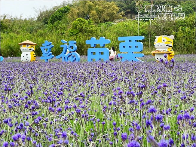 苗栗季節限定新景點》美滿有機農場.紫現西湖~浪漫薰衣草花田,充滿香氣的紫色風暴 @青青小熊*旅遊札記 苗栗季節限定新景點》美滿有機農場.紫現西湖~浪漫薰衣草花田,充滿香氣的紫色風暴 @青青小熊*旅遊札記