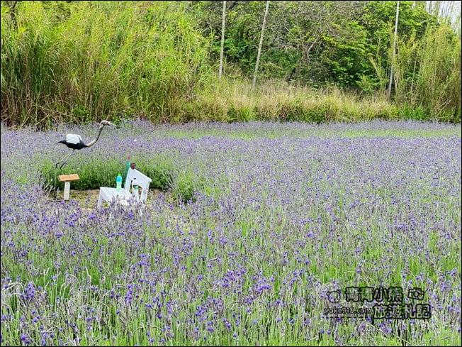 苗栗季節限定新景點》美滿有機農場.紫現西湖~浪漫薰衣草花田,充滿香氣的紫色風暴 @青青小熊*旅遊札記 苗栗季節限定新景點》美滿有機農場.紫現西湖~浪漫薰衣草花田,充滿香氣的紫色風暴 @青青小熊*旅遊札記
