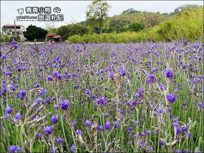 苗栗季節限定新景點》美滿有機農場．紫現西湖~浪漫薰衣草花田，充滿香氣的紫色風暴 @青青小熊＊旅遊札記