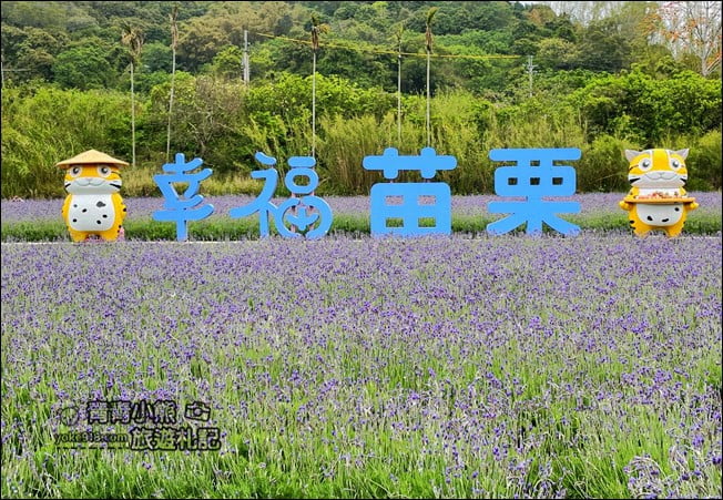 苗栗季節限定新景點》美滿有機農場．紫現西湖~浪漫薰衣草花田，充滿香氣的紫色風暴 @青青小熊＊旅遊札記