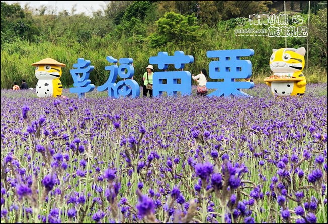 苗栗季節限定新景點》美滿有機農場.紫現西湖~浪漫薰衣草花田,充滿香氣的紫色風暴 @青青小熊*旅遊札記 苗栗季節限定新景點》美滿有機農場.紫現西湖~浪漫薰衣草花田,充滿香氣的紫色風暴 @青青小熊*旅遊札記