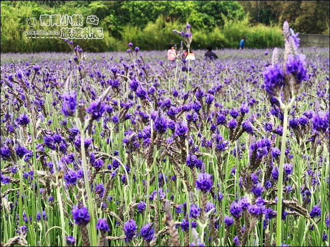 苗栗季節限定新景點》美滿有機農場.紫現西湖~浪漫薰衣草花田,充滿香氣的紫色風暴 @青青小熊*旅遊札記 苗栗季節限定新景點》美滿有機農場.紫現西湖~浪漫薰衣草花田,充滿香氣的紫色風暴 @青青小熊*旅遊札記