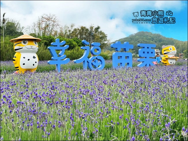 苗栗季節限定新景點》美滿有機農場.紫現西湖~浪漫薰衣草花田,充滿香氣的紫色風暴 @青青小熊*旅遊札記 苗栗季節限定新景點》美滿有機農場.紫現西湖~浪漫薰衣草花田,充滿香氣的紫色風暴 @青青小熊*旅遊札記