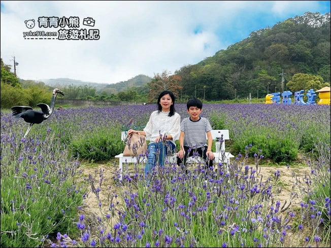 苗栗季節限定新景點》美滿有機農場．紫現西湖~浪漫薰衣草花田，充滿香氣的紫色風暴 @青青小熊＊旅遊札記