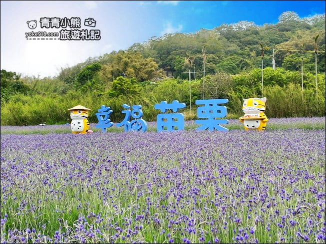 苗栗季節限定新景點》美滿有機農場.紫現西湖~浪漫薰衣草花田,充滿香氣的紫色風暴 @青青小熊*旅遊札記 苗栗季節限定新景點》美滿有機農場.紫現西湖~浪漫薰衣草花田,充滿香氣的紫色風暴 @青青小熊*旅遊札記