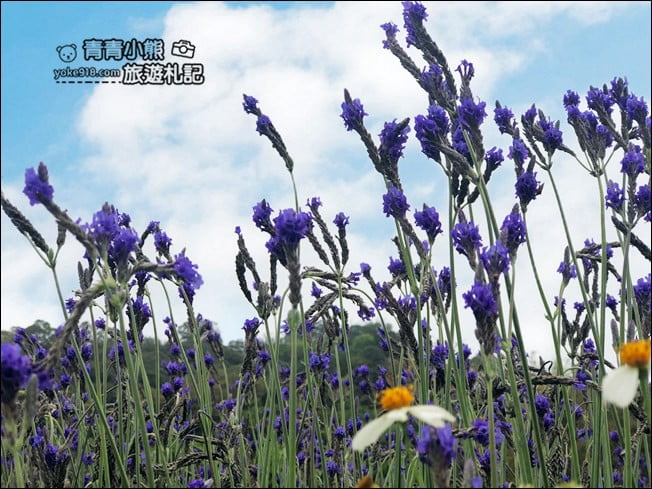 苗栗季節限定新景點》美滿有機農場．紫現西湖~浪漫薰衣草花田，充滿香氣的紫色風暴 @青青小熊＊旅遊札記